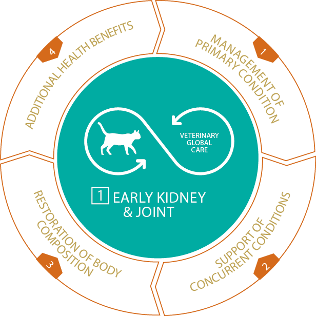 Cat-Dry-Early Kidney Joint.png