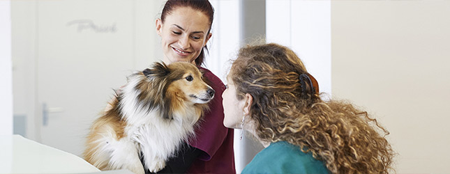 The use of ciclosporin in sebaceous adenitis