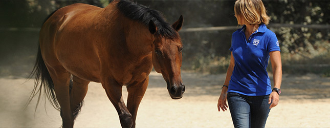 What's hot for Horses