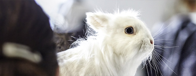 What's hot for Exotic animals