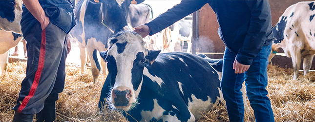 What's hot for Farm animals