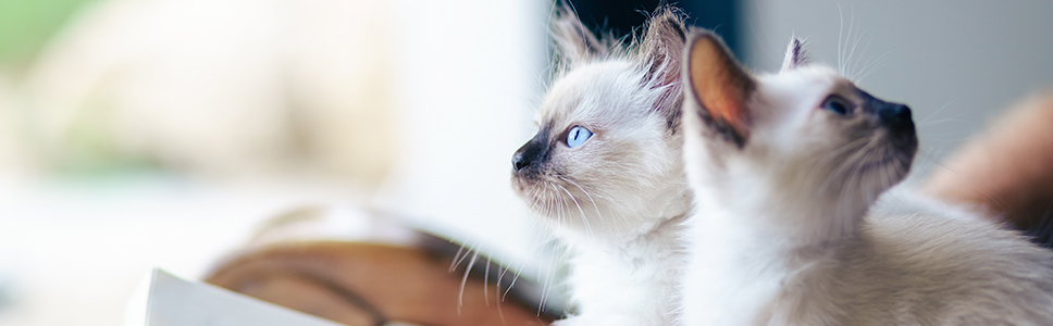 When The Chips Are Down