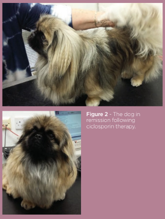 Fig2 ciclosporine, sole agent.jpg