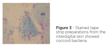 Fig3 Pododermatis.jpg