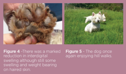 Fig4 Pododermatis.jpg