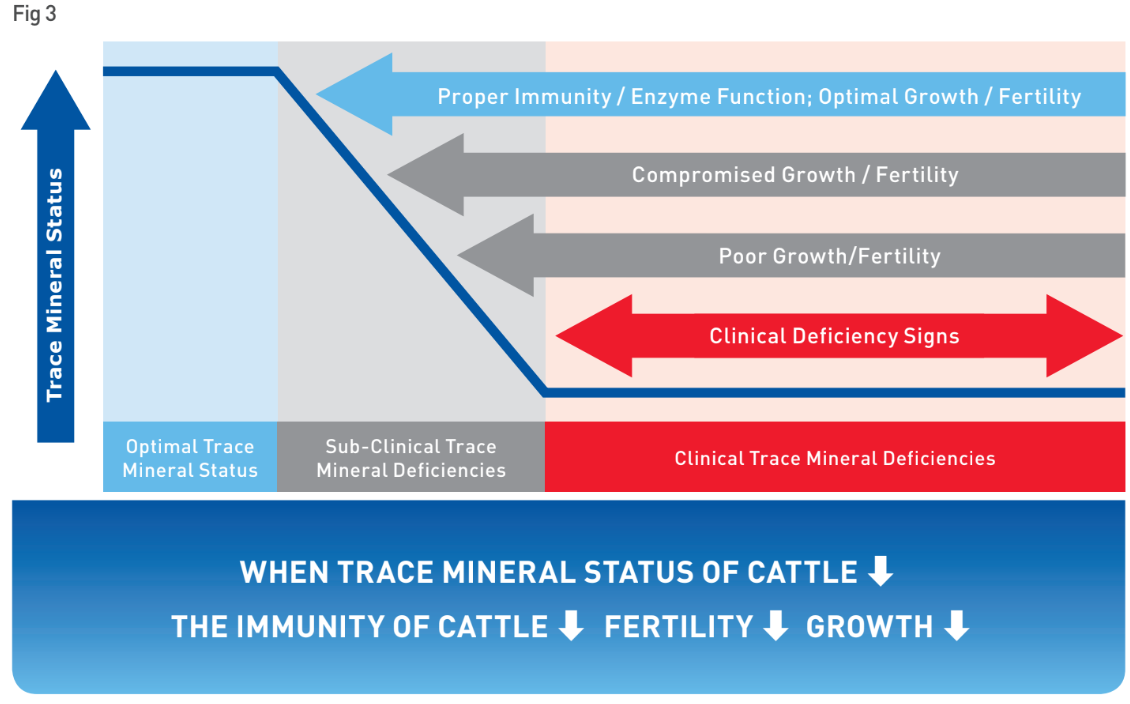 large animal graph 4.PNG